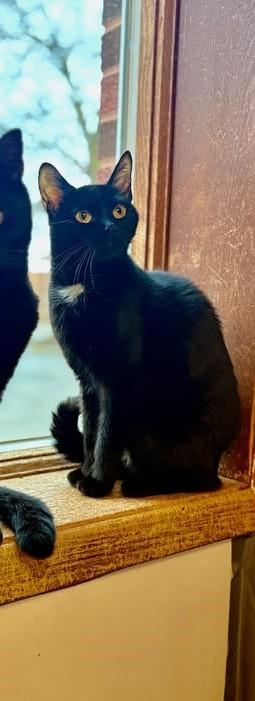 Janet, an adoptable Domestic Short Hair in Monticello, IL_image-1