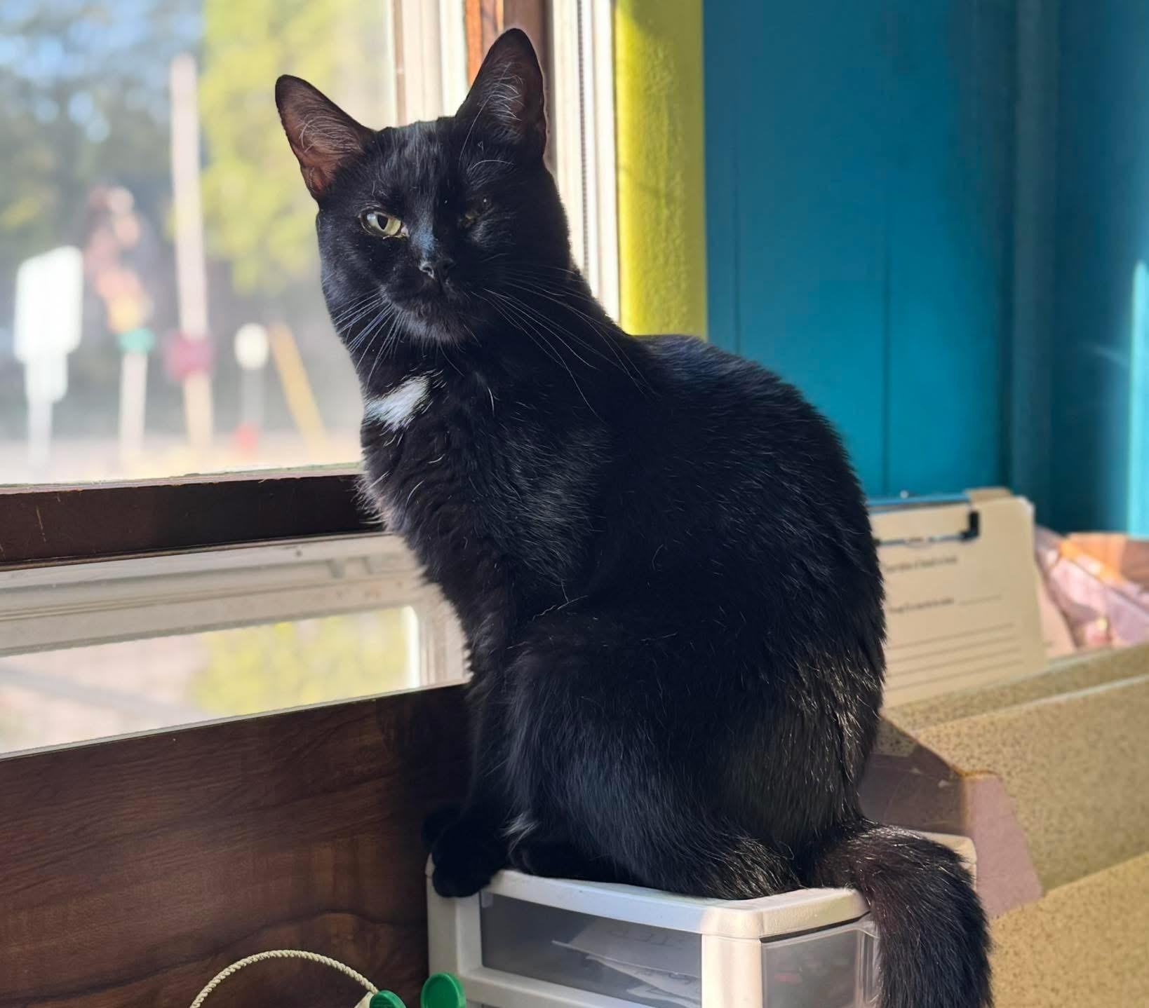 Enlarge Janet, a Adoptable Domestic Short Hair in Monticello, IL image 1/2