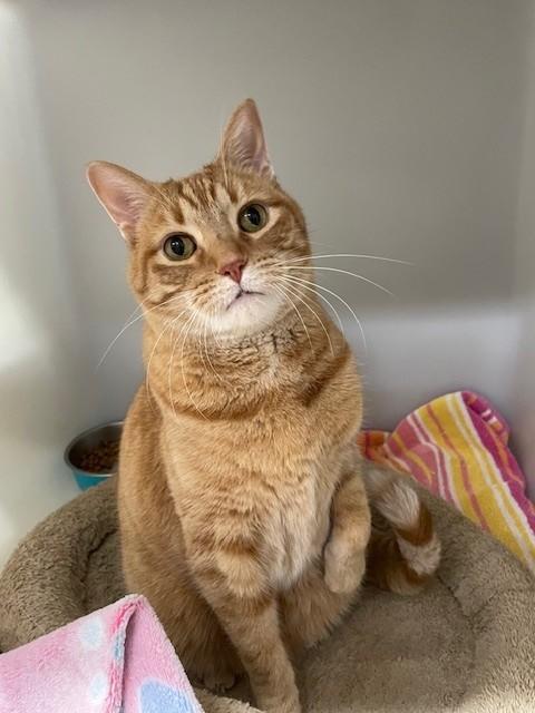 Chet, ADOPTABLE, Senior Male Domestic Short Hair.