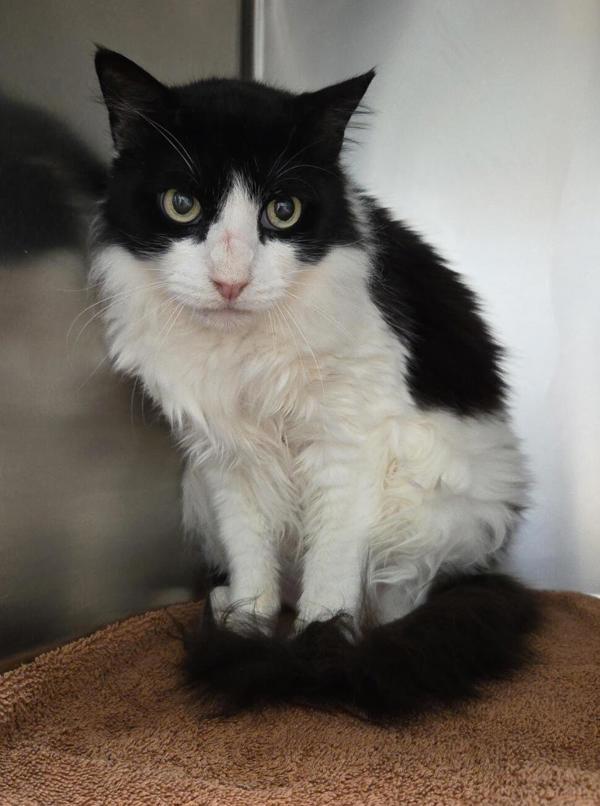 Enlarge Toby, a Adoptable mixed breed in Vancouver, WA image 1/1