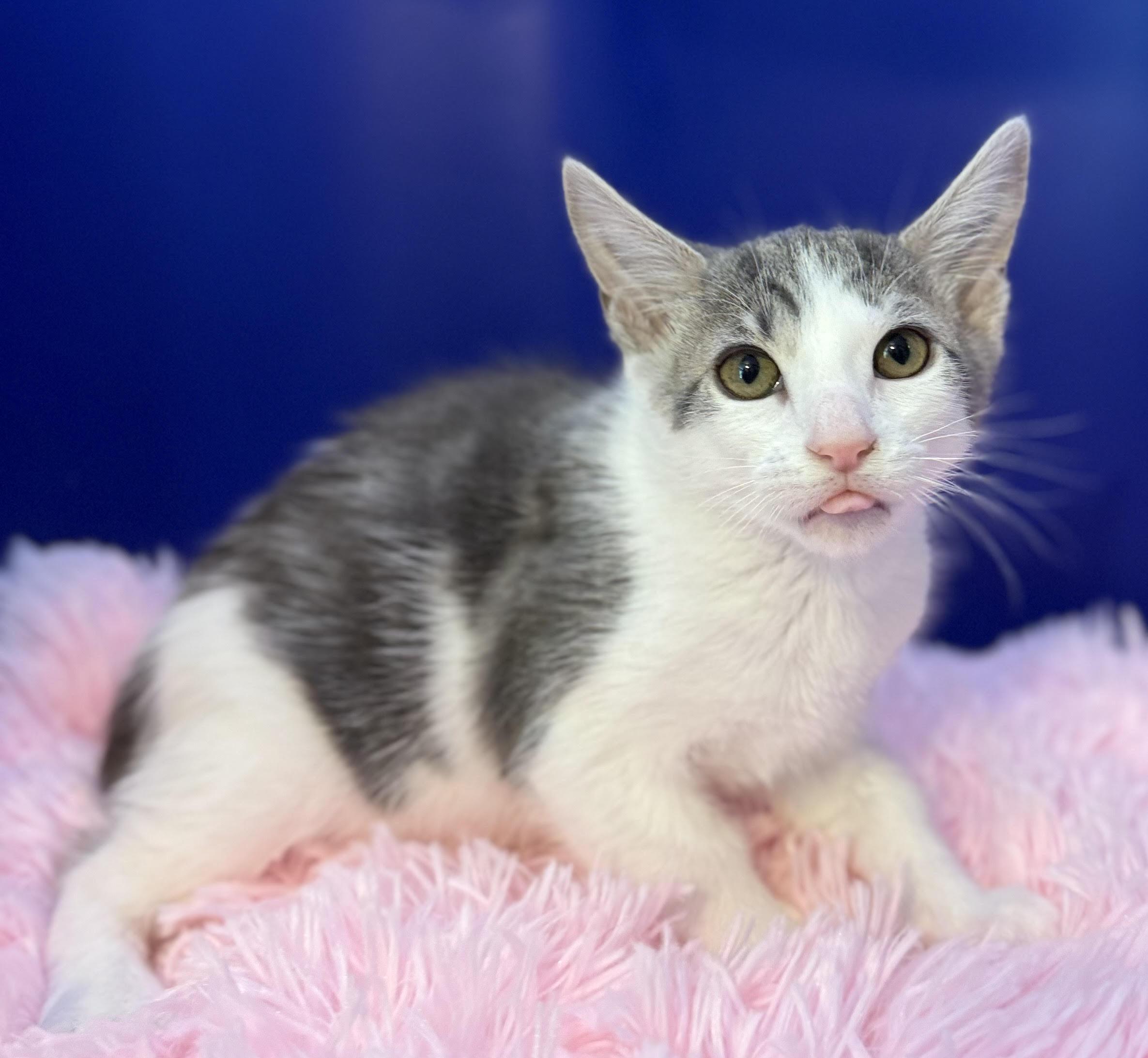 Harry Potter, Adoptable, Kitten Male Domestic Short Hair & Tabby.