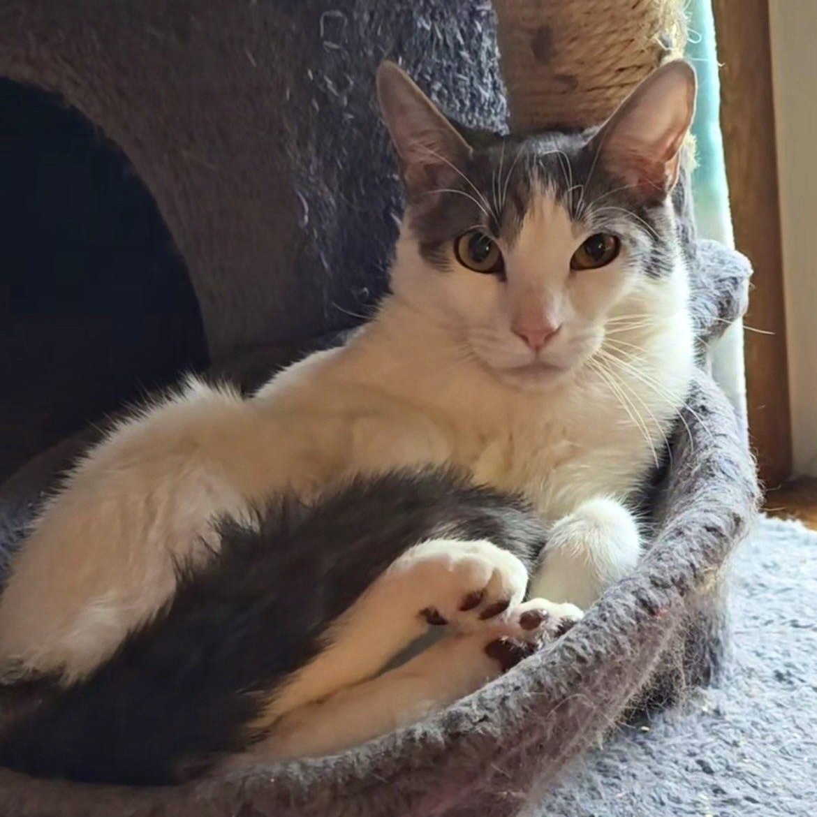 Enlarge Harry Pawter, an adoptable mixed breed in Lacey, WA image 1/2