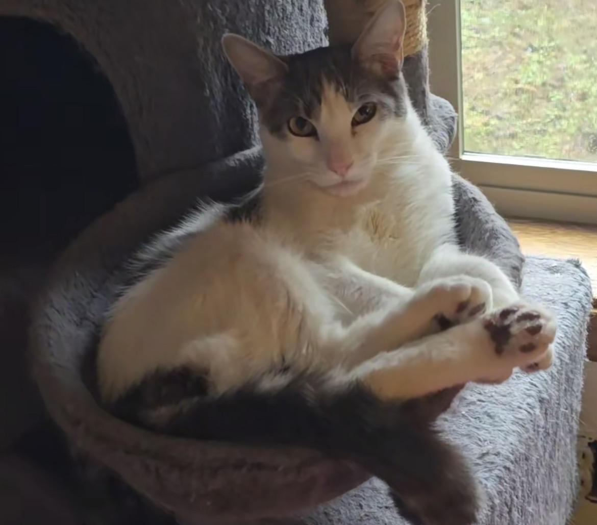 Enlarge Harry Pawter, an adoptable mixed breed in Lacey, WA image 2/2