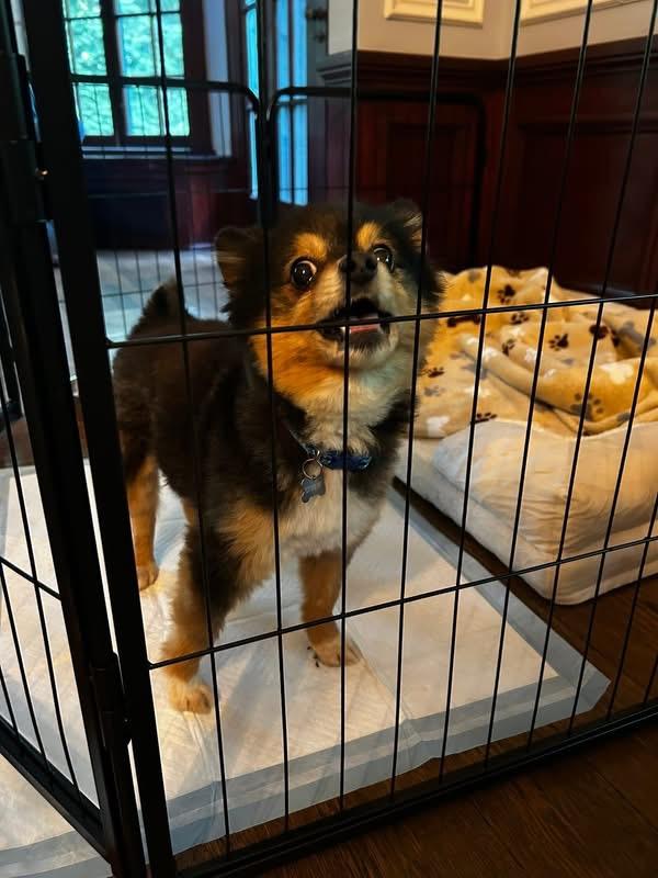 Enlarge Cannoli, a ADOPTABLE Pomeranian in Solon, OH image 3/4