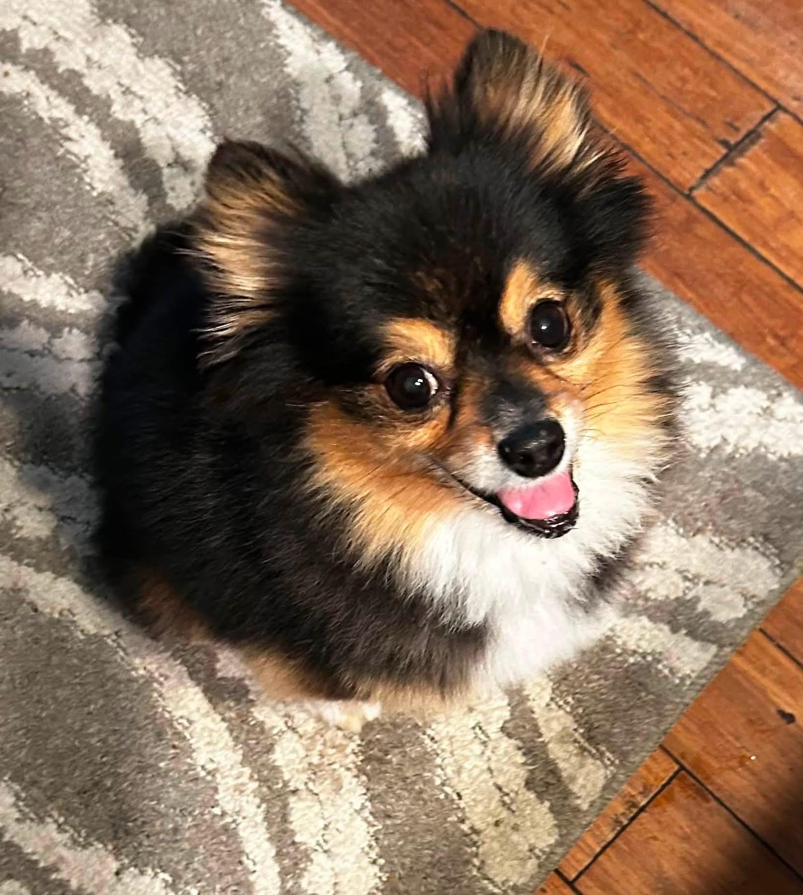 Cannoli, adopted, Adult Female Pomeranian.