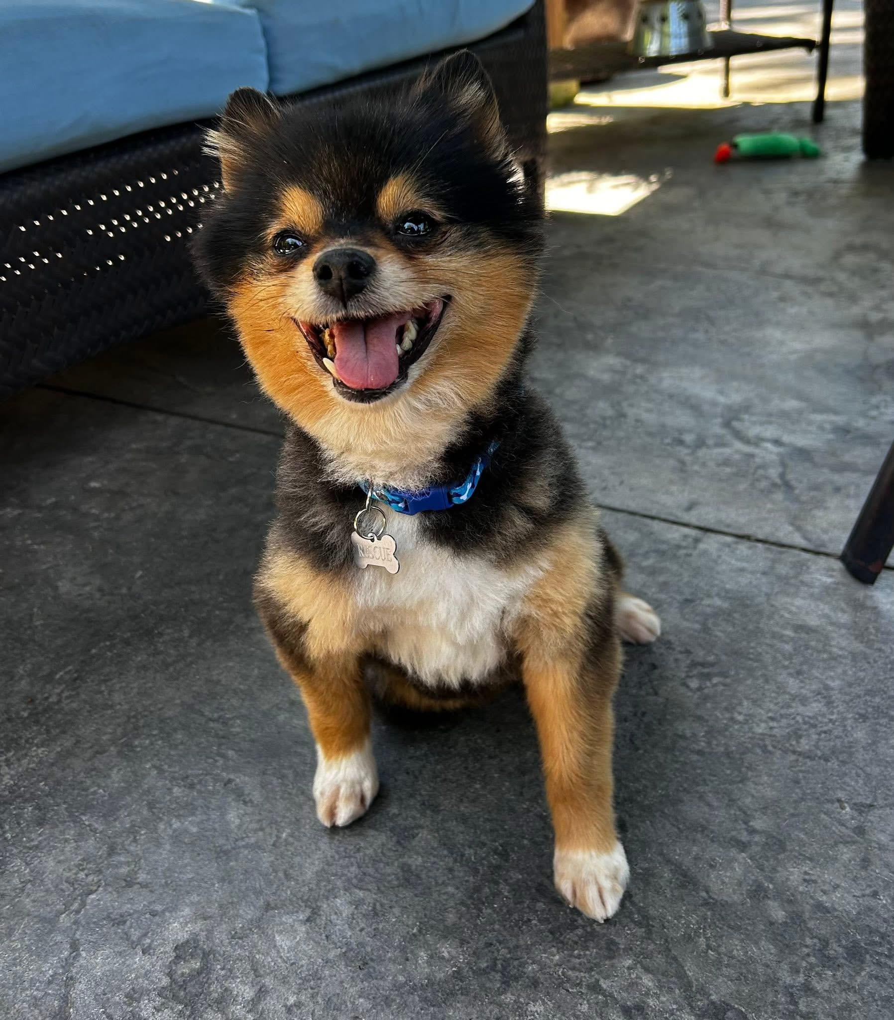 Enlarge Cannoli, a ADOPTABLE Pomeranian in Solon, OH image 1/4
