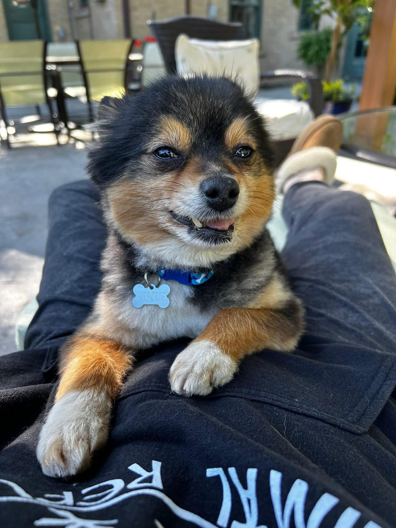 Enlarge Cannoli, a ADOPTABLE Pomeranian in Solon, OH image 4/4