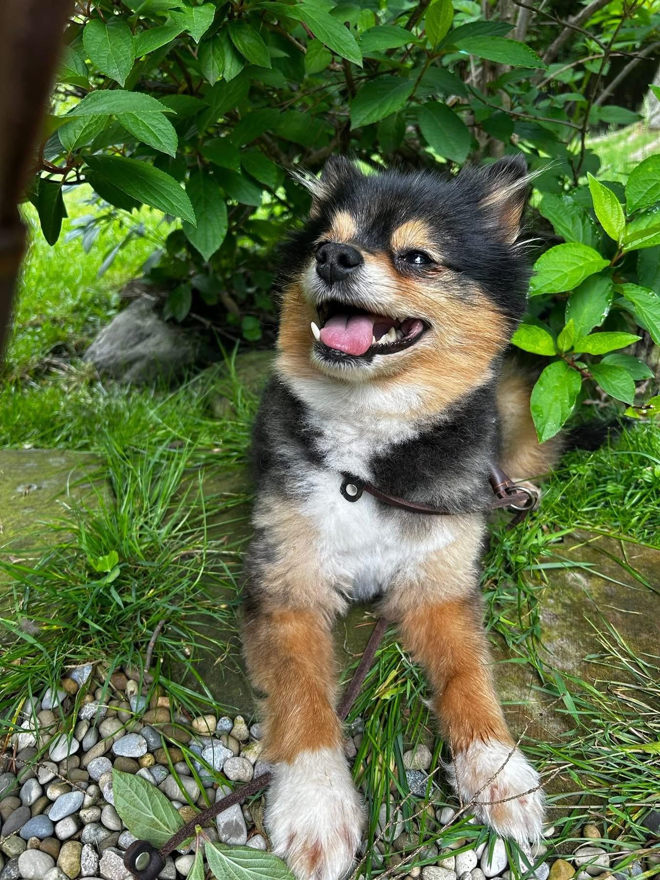 Enlarge Cannoli, a ADOPTABLE Pomeranian in Solon, OH image 2/4