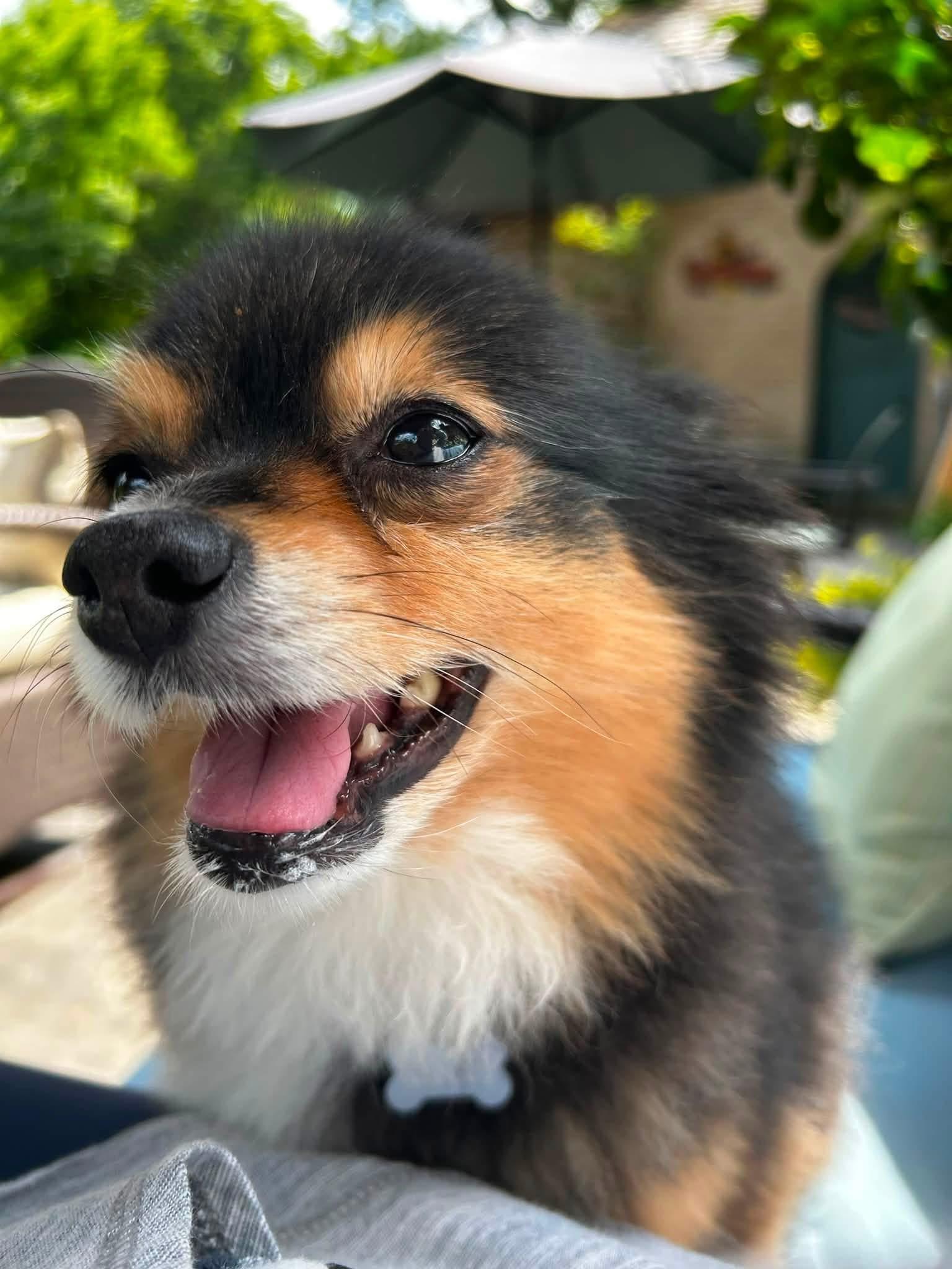 Enlarge Cannoli, an adopted Pomeranian in Solon, OH image 5/5