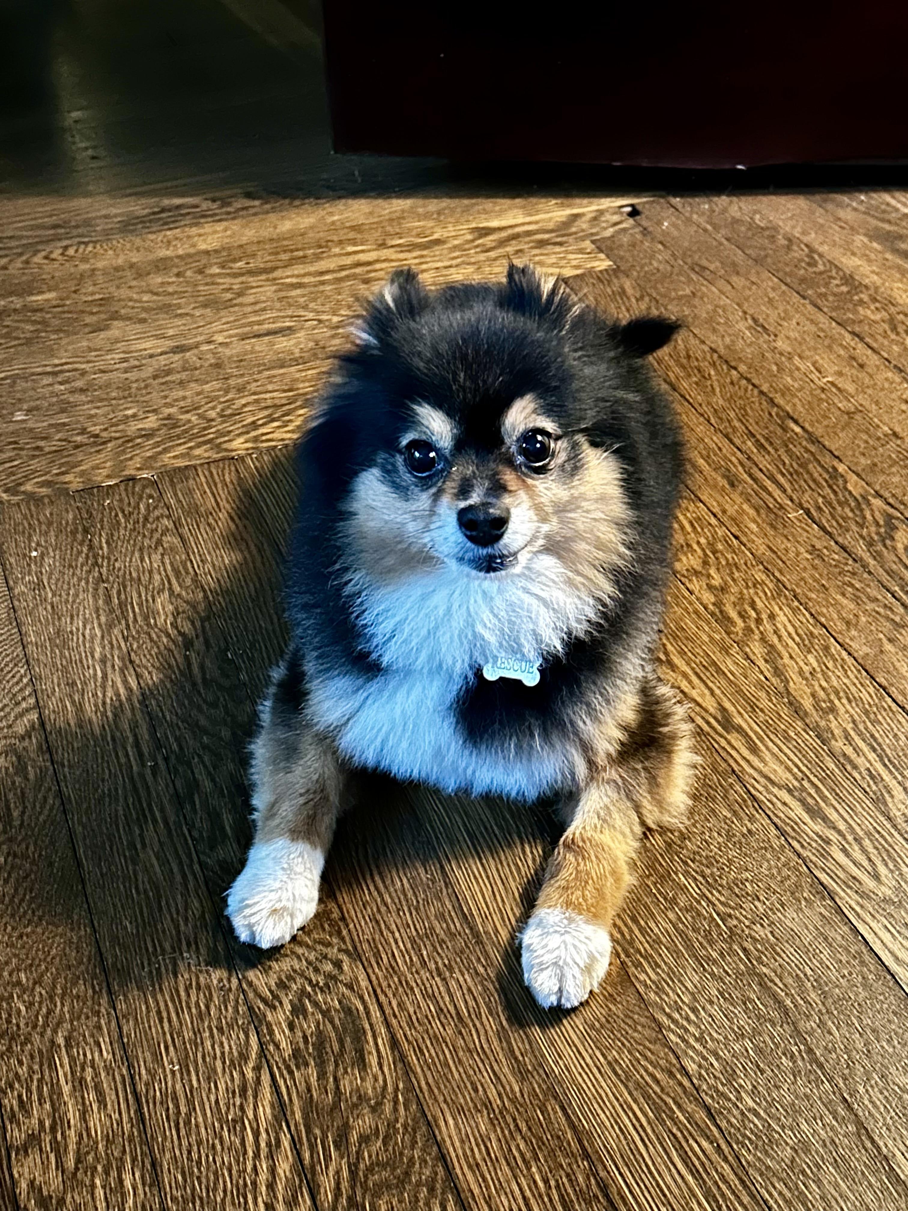 Enlarge Cannoli, an adopted Pomeranian in Solon, OH image 2/5