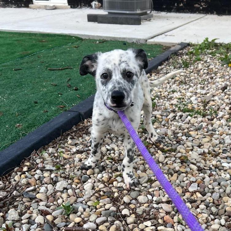 Payton, Adoptable, Puppy Male Australian Cattle Dog / Blue Heeler.