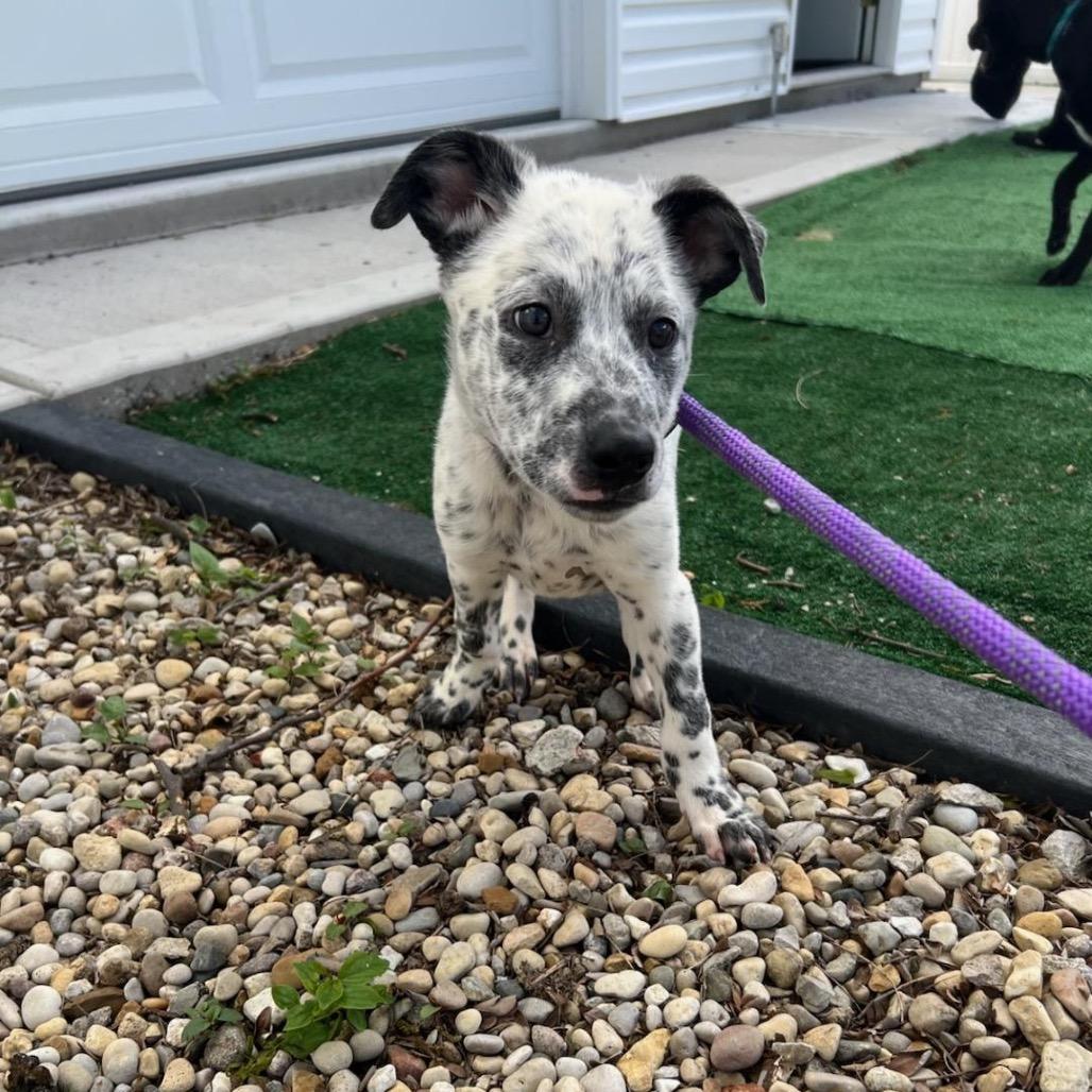 Payton, a Adoptable Australian Cattle Dog / Blue Heeler in Chicago, IL image 2/6