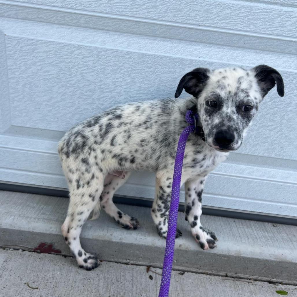 Payton, a Adoptable Australian Cattle Dog / Blue Heeler in Chicago, IL image 3/6
