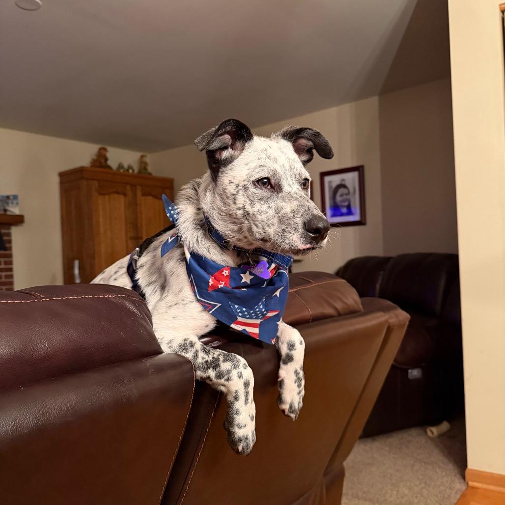 Payton, a Adoptable Australian Cattle Dog / Blue Heeler in Chicago, IL image 4/6