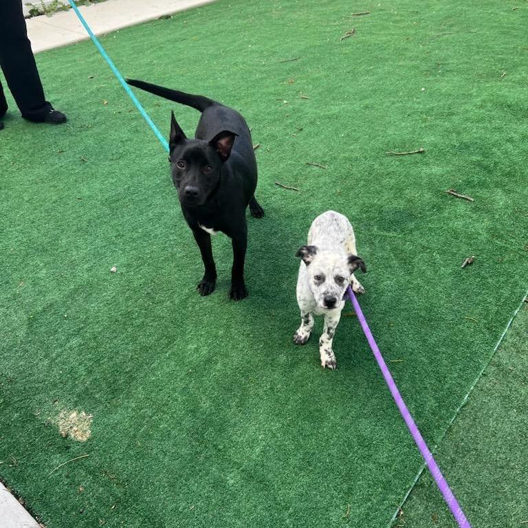 Payton, a Adoptable Australian Cattle Dog / Blue Heeler in Chicago, IL image 5/6