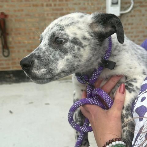 Payton, a Adoptable Australian Cattle Dog / Blue Heeler in Chicago, IL image 6/6