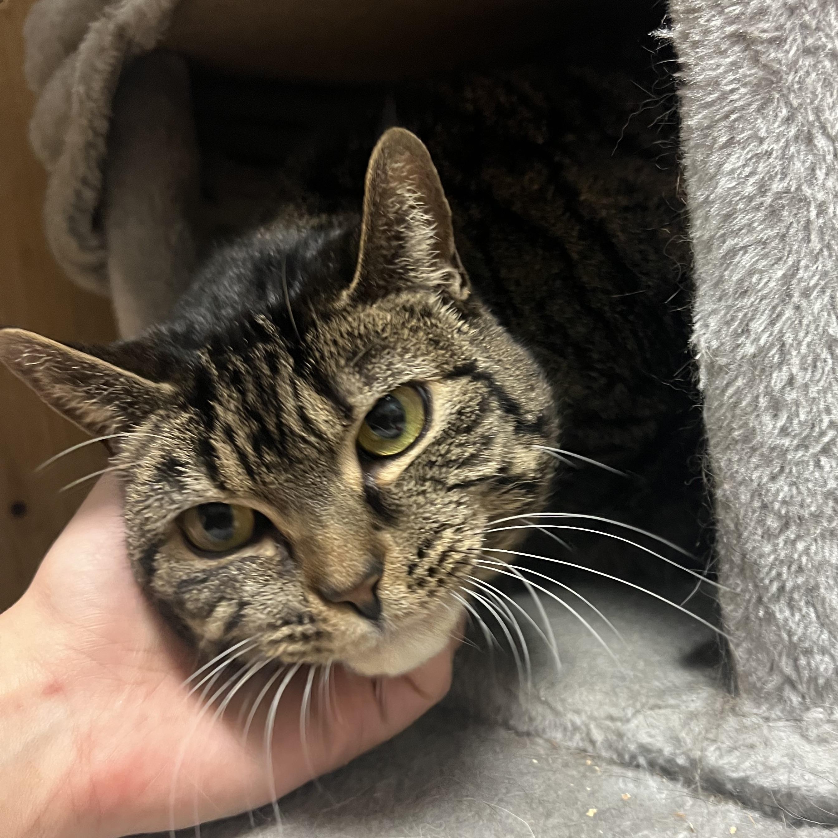 Enlarge Kiddo, an adoptable Domestic Short Hair in Spokane, WA image 2/2