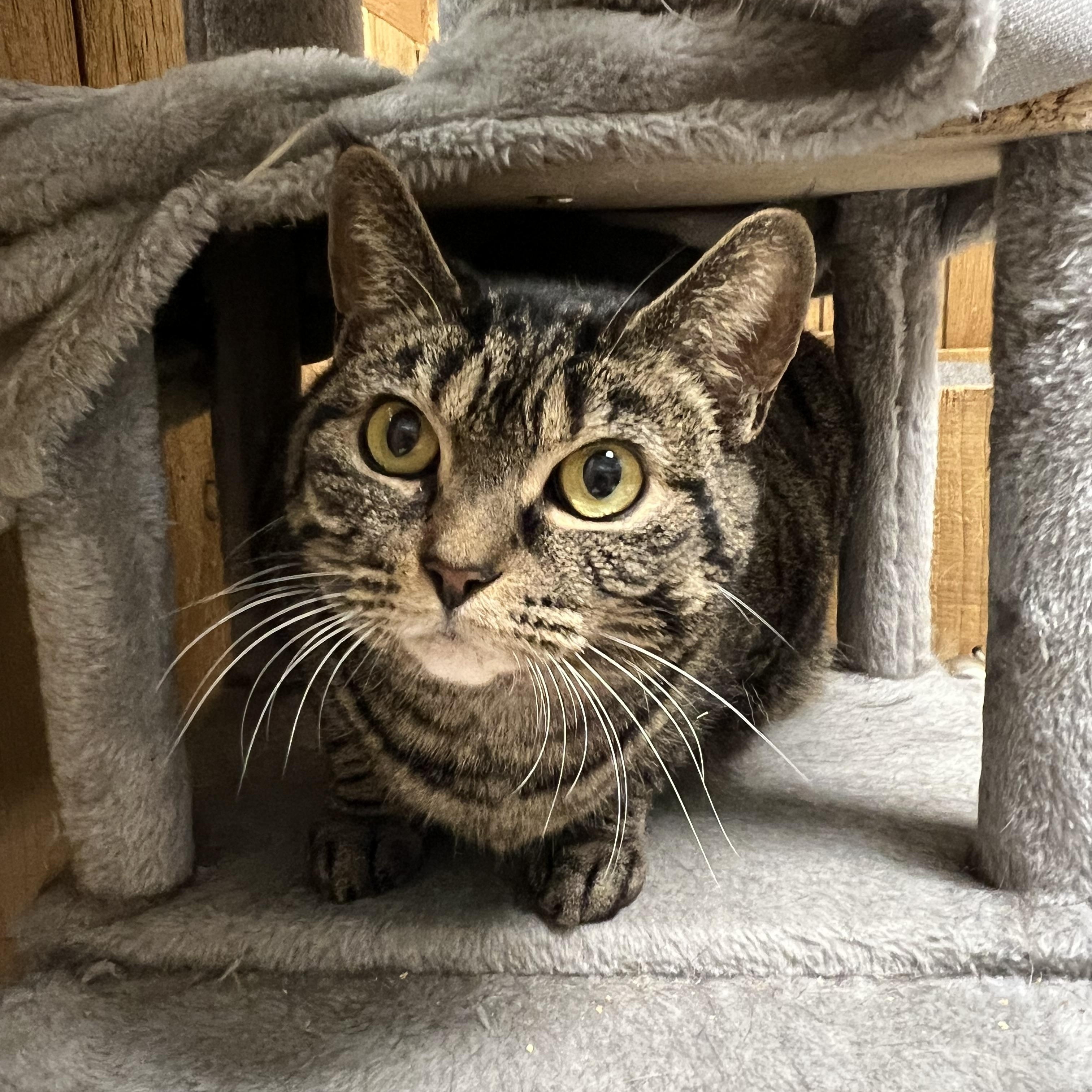 Kiddo, adoptable, Adult Female Domestic Short Hair.