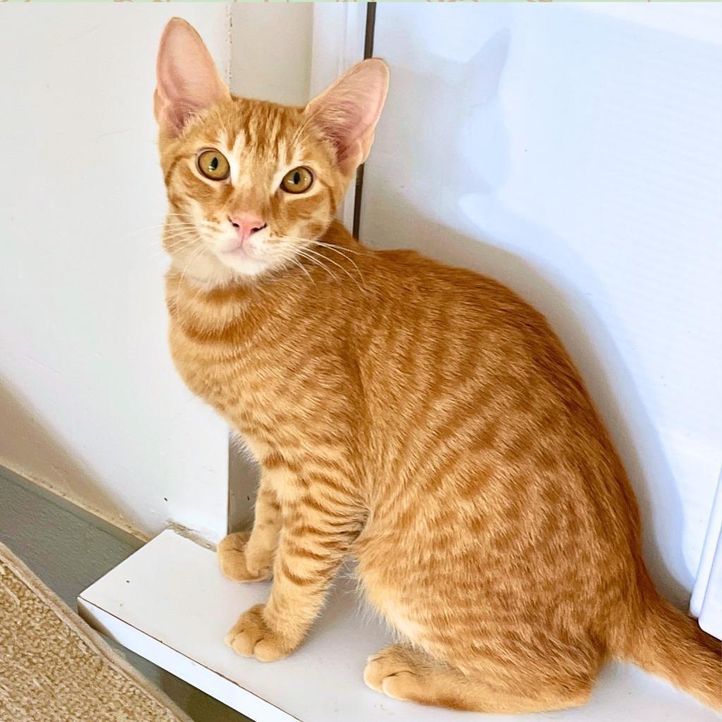 Jack, Adoptable, Young Male Domestic Short Hair.