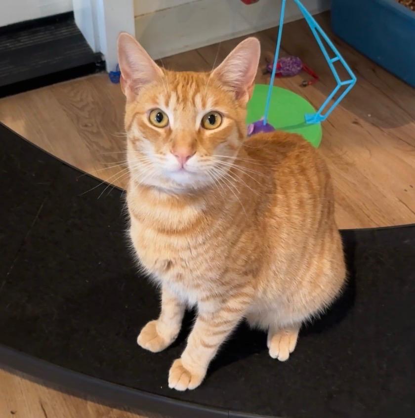 Enlarge Jack, a Adoptable mixed breed in Cambria, CA image 2/6