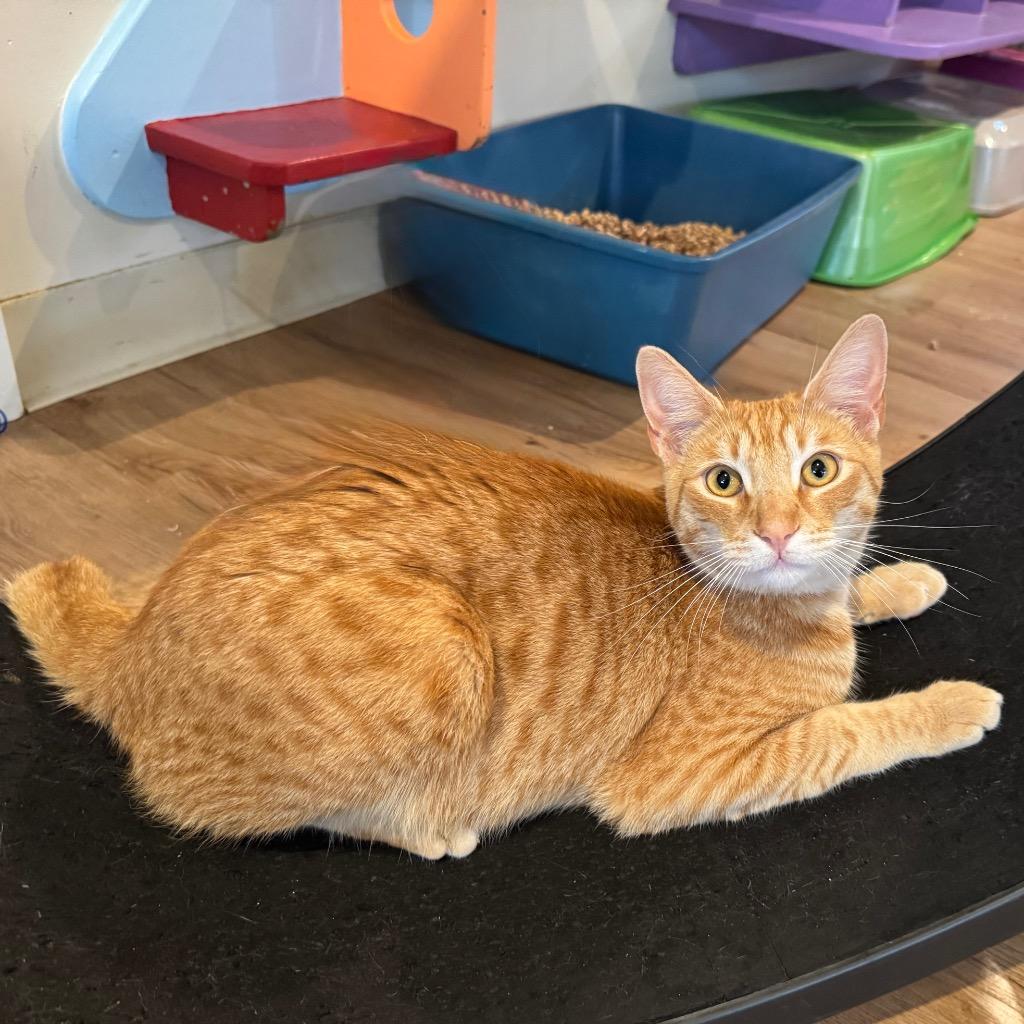 Enlarge Jack, a Adoptable mixed breed in Cambria, CA image 3/6