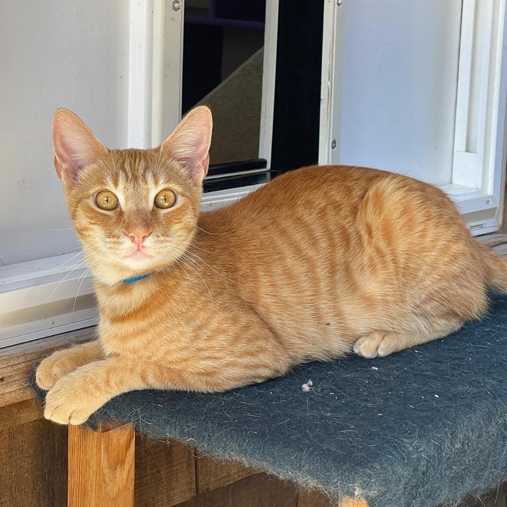 Enlarge Jack, a Adoptable mixed breed in Cambria, CA image 4/6