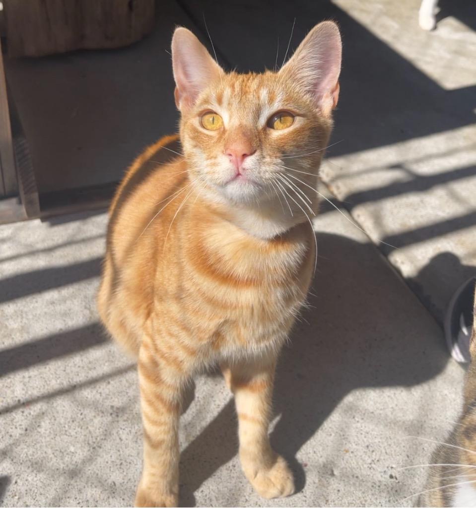 Enlarge Jack, a Adoptable mixed breed in Cambria, CA image 5/6