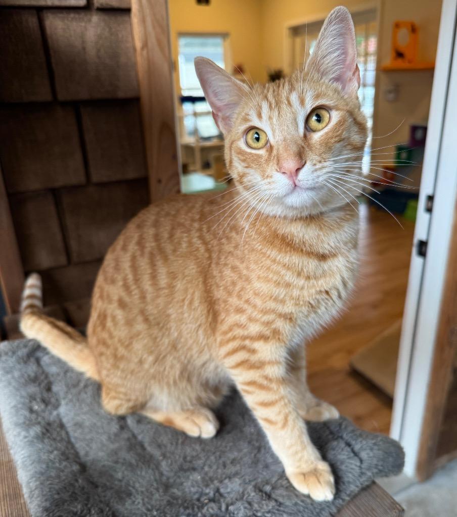 Enlarge Jack, a Adoptable mixed breed in Cambria, CA image 6/6