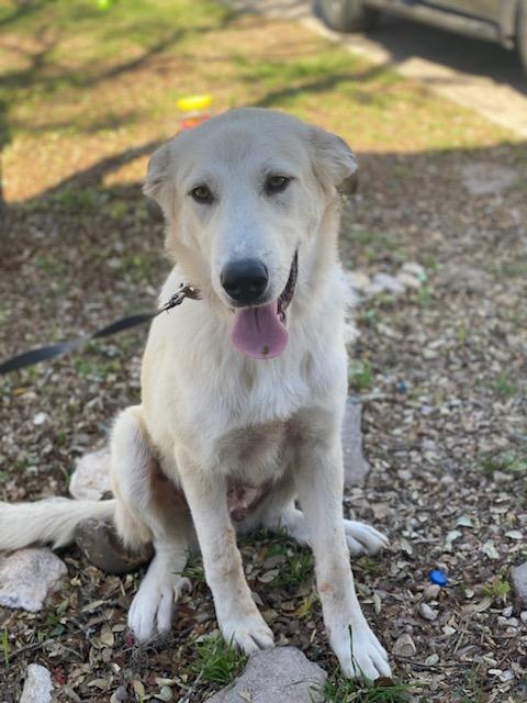 Enlarge Miles, a Adopted Great Pyrenees in Bend, OR image 1/3