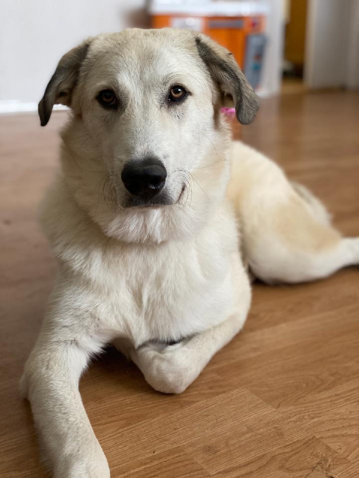 Enlarge Miles, a Adopted Great Pyrenees in Bend, OR image 2/3