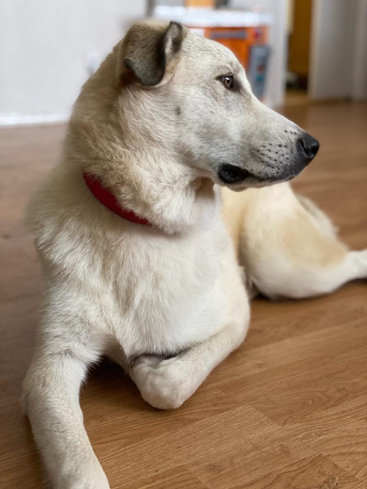 Enlarge Miles, a Adopted Great Pyrenees in Bend, OR image 3/3