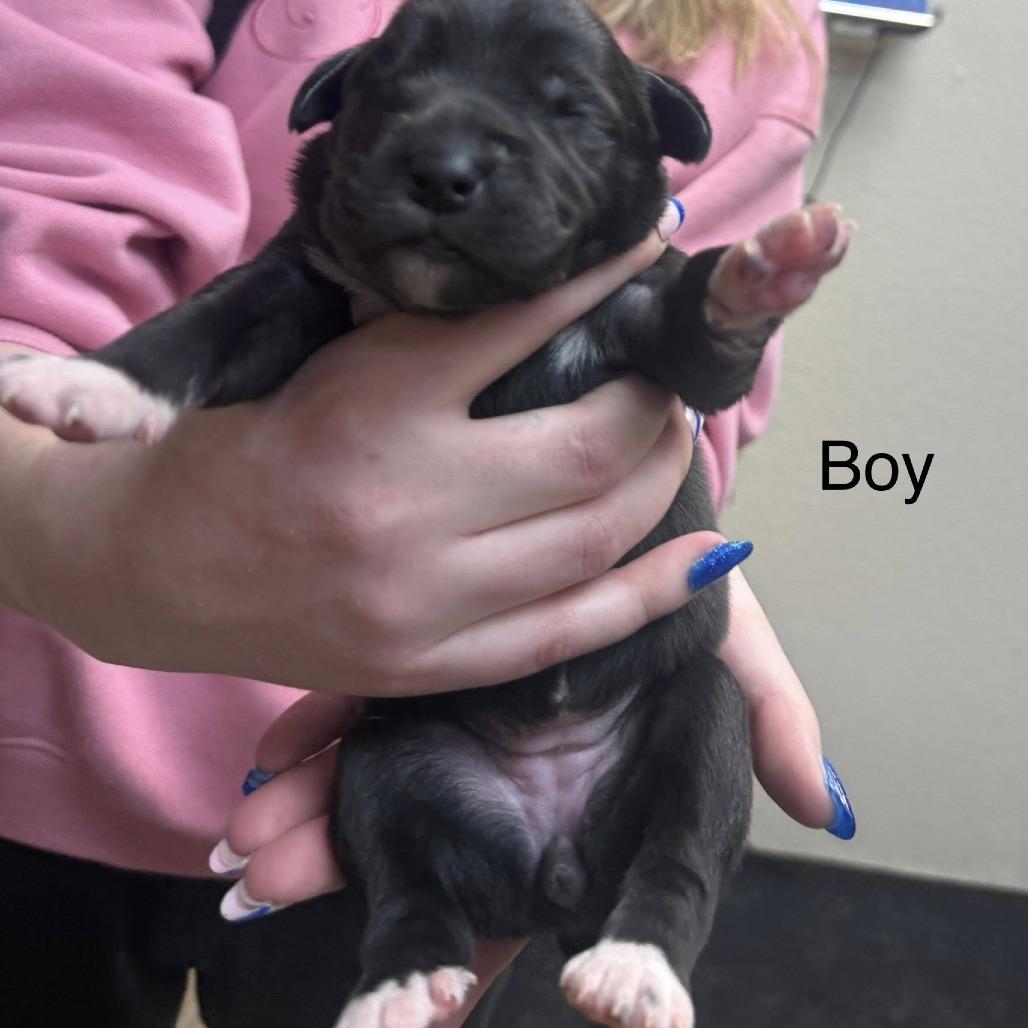Enlarge puppy1_2_3, a Adoptable mixed breed in Collinsville , OK image 1/6