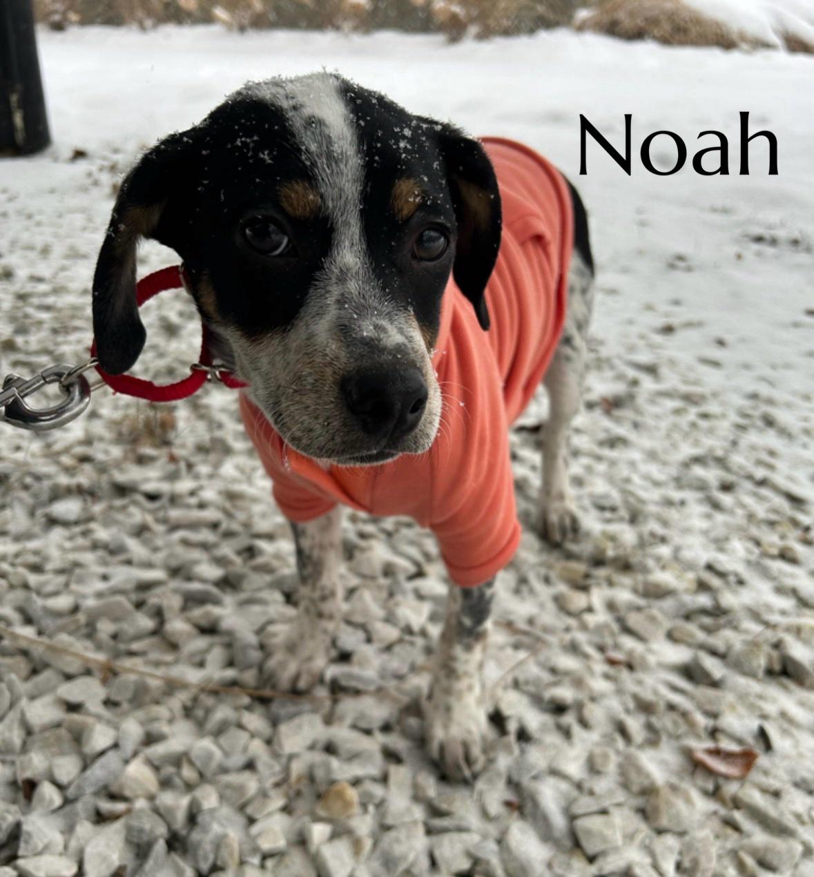 Noah, Adoptable, Puppy Male Beagle & Terrier.