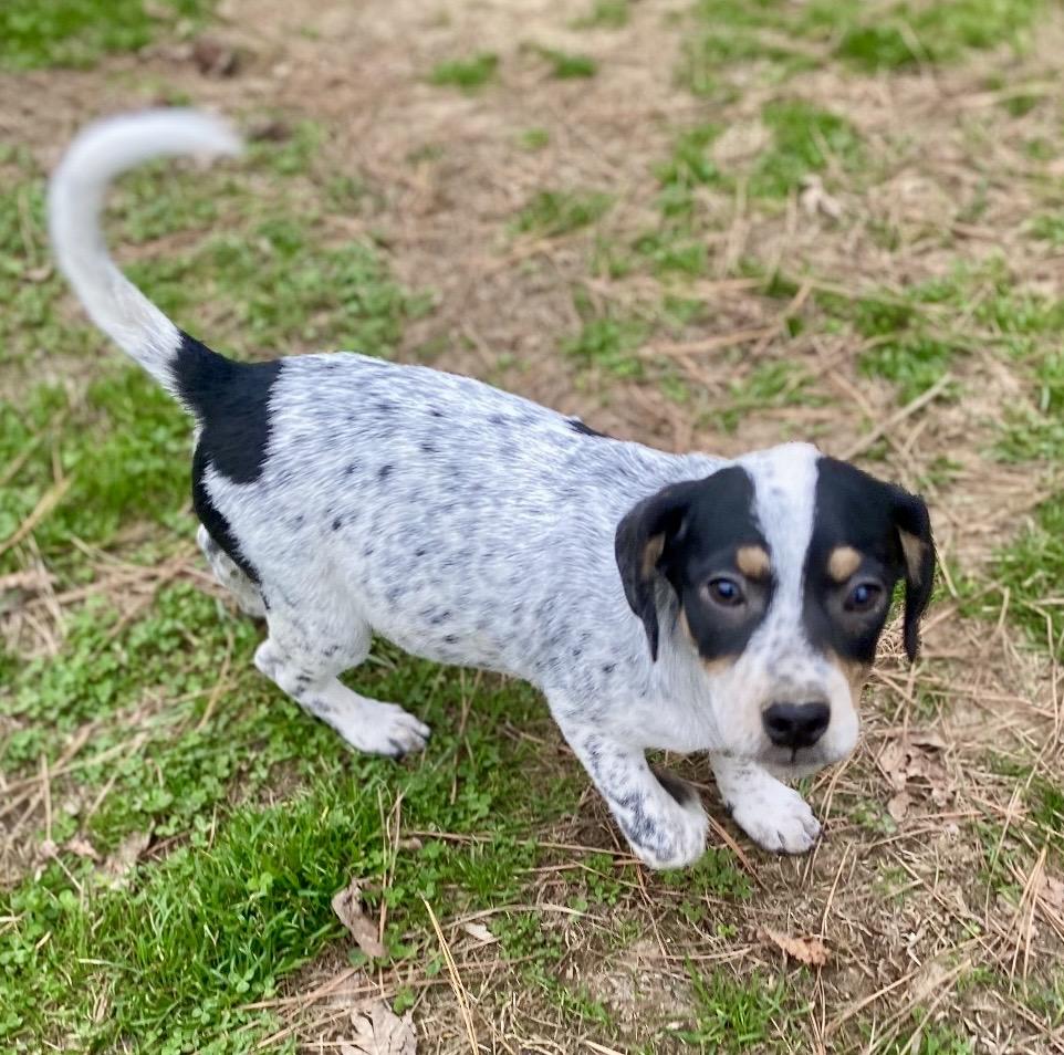 Enlarge Noah, a Adoptable mixed breed in Pembroke, MA image 2/4