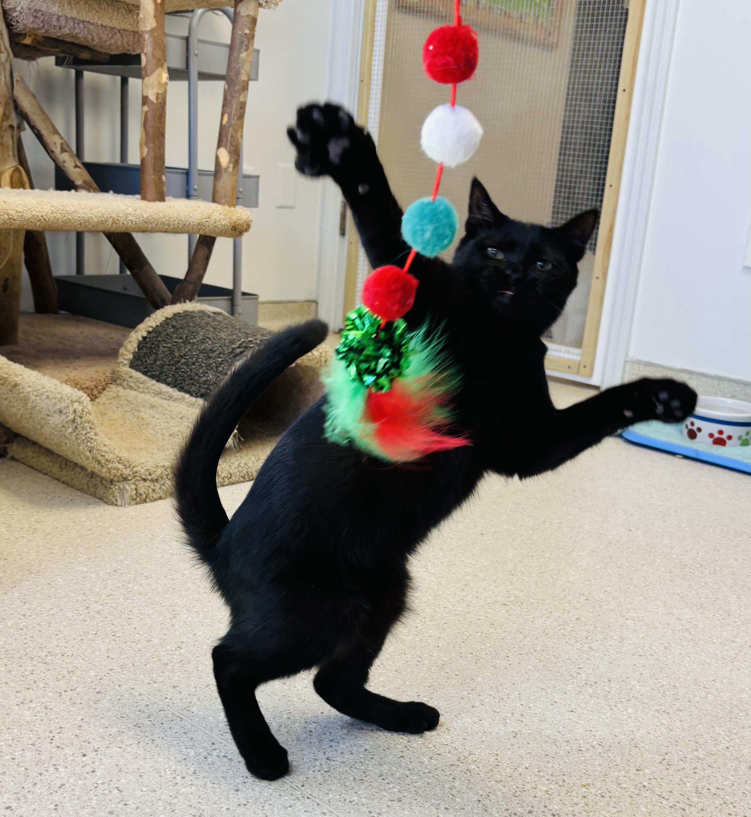 Shady (FeLV+), a Adoptable Domestic Short Hair in Cincinnati, OH image 1/5