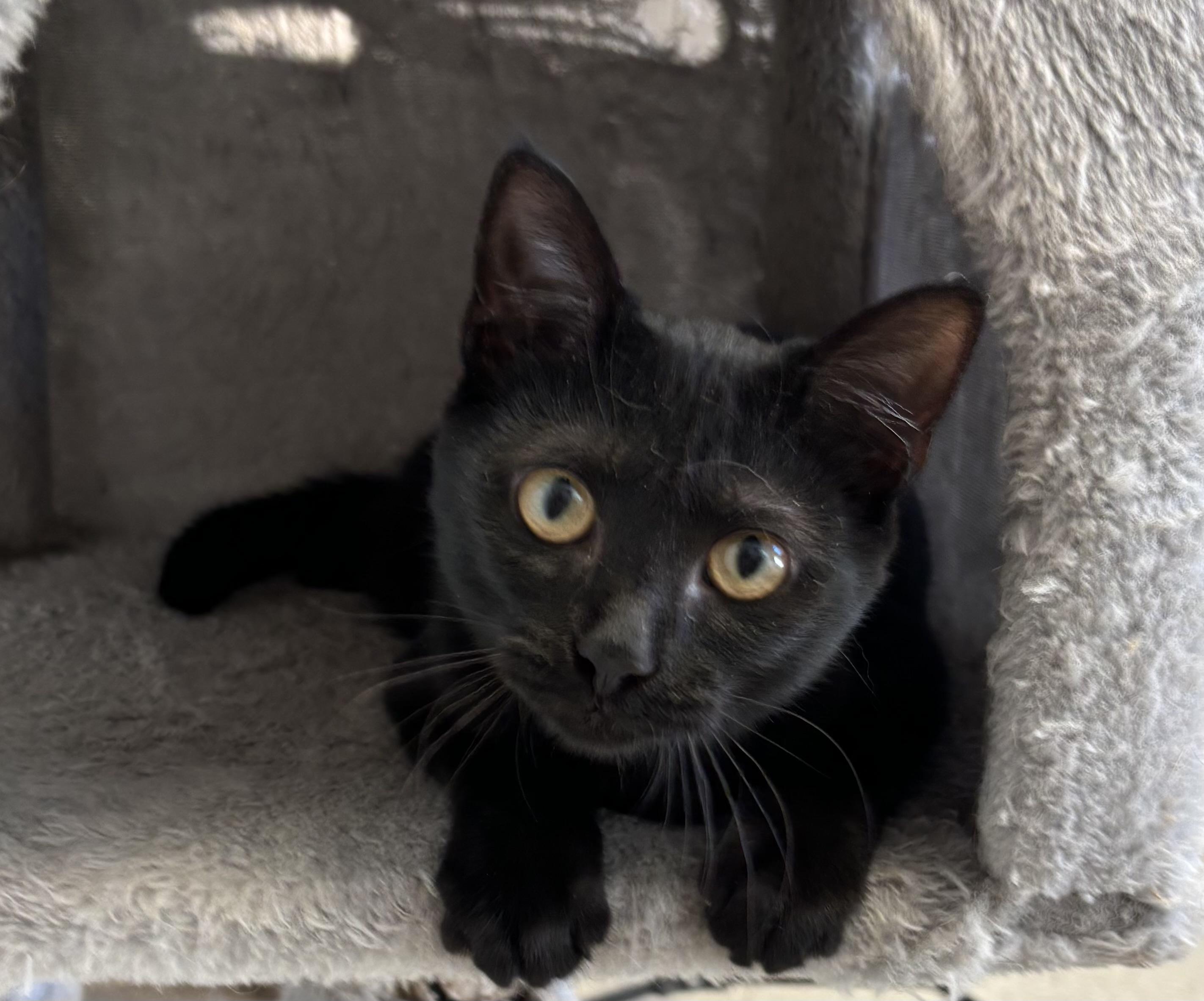 Shady (FeLV+), a Adoptable Domestic Short Hair in Cincinnati, OH image 2/5