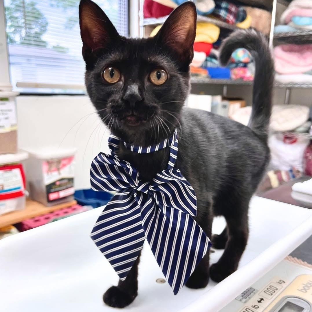 Shady (FeLV+), a Adoptable Domestic Short Hair in Cincinnati, OH image 3/5