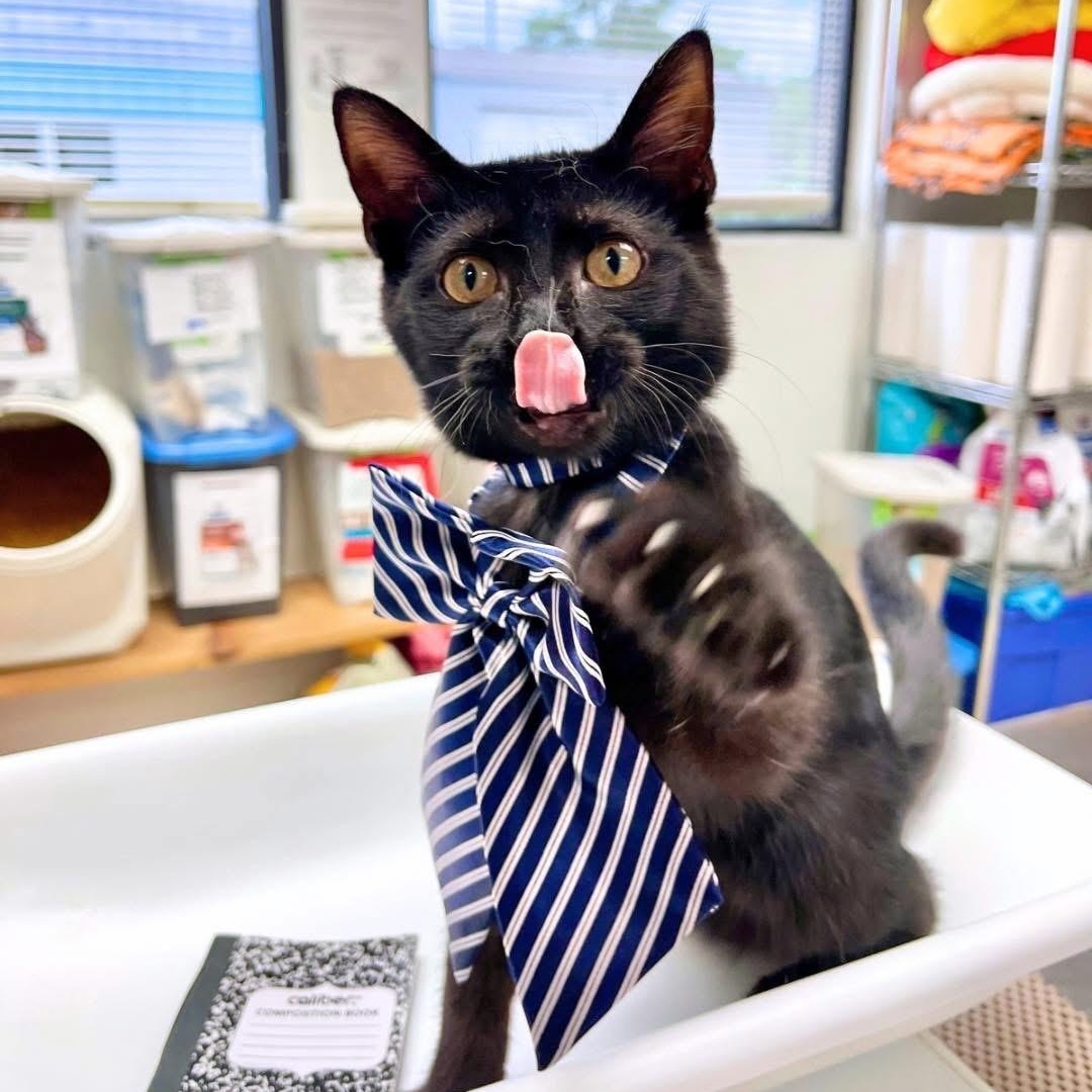 Shady (FeLV+), a Adoptable Domestic Short Hair in Cincinnati, OH image 4/5