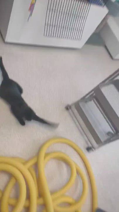 Enlarge Shady (FeLV+), a Adoptable Domestic Short Hair in Cincinnati, OH video 5/5