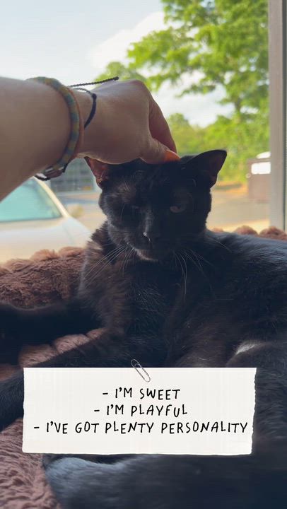 Enlarge Shady (FeLV+), an adoptable Domestic Short Hair in Cincinnati, OH video 5/5