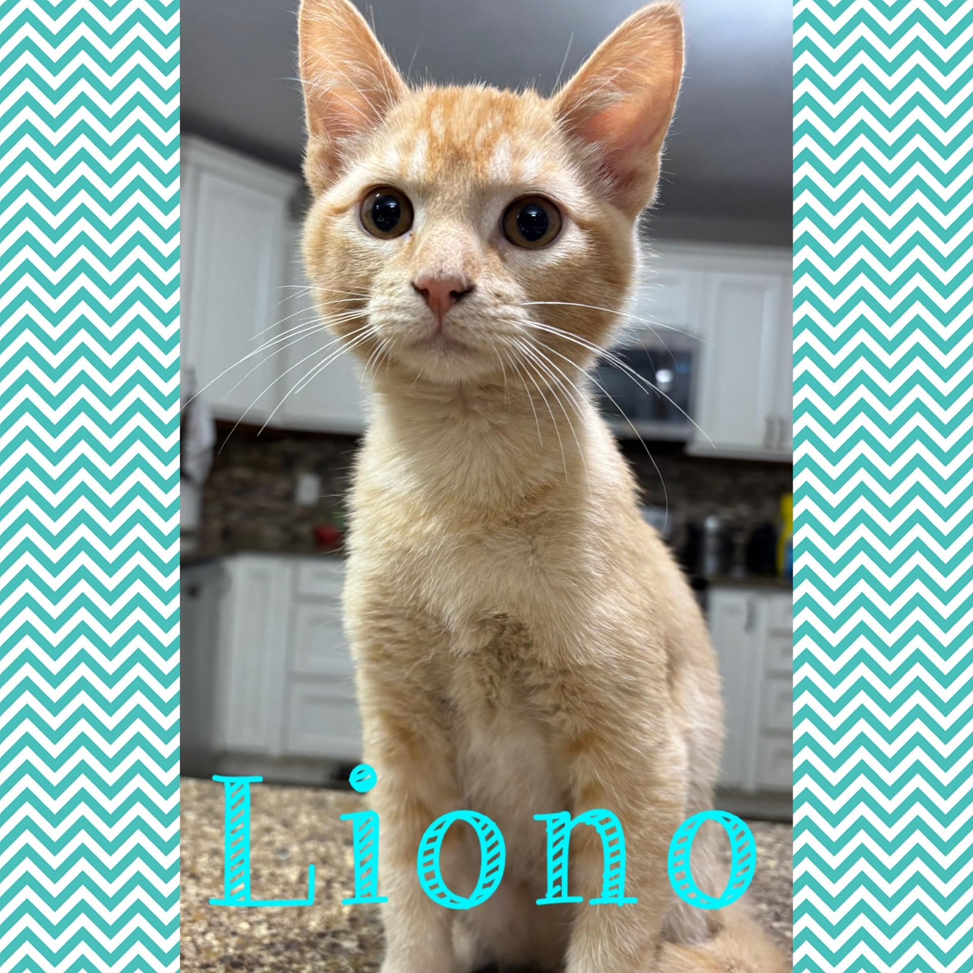 Liono, adopted, Kitten Male Domestic Short Hair.