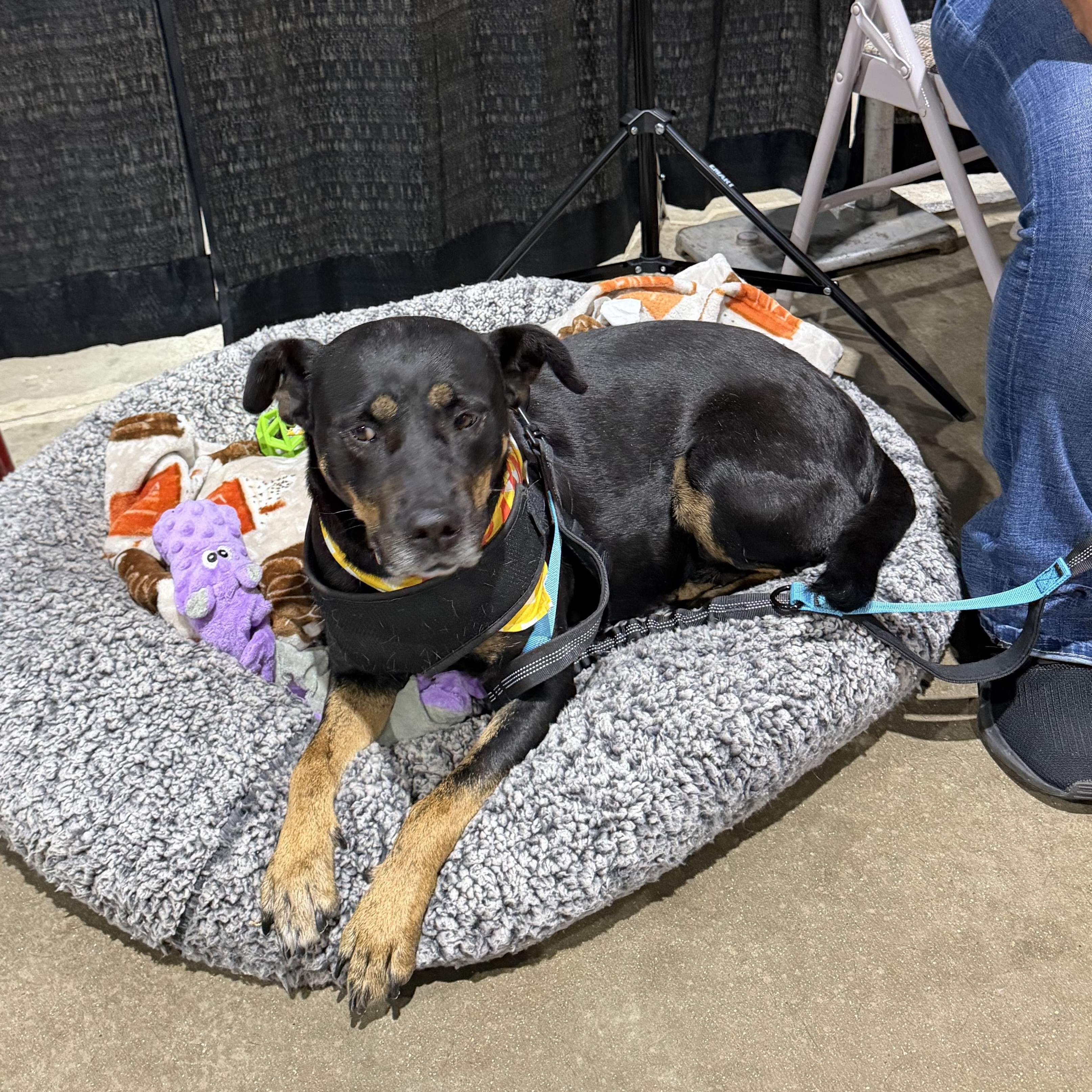Enlarge Brinley, a ADOPTABLE mixed breed in Dyersburg, TN image 2/6