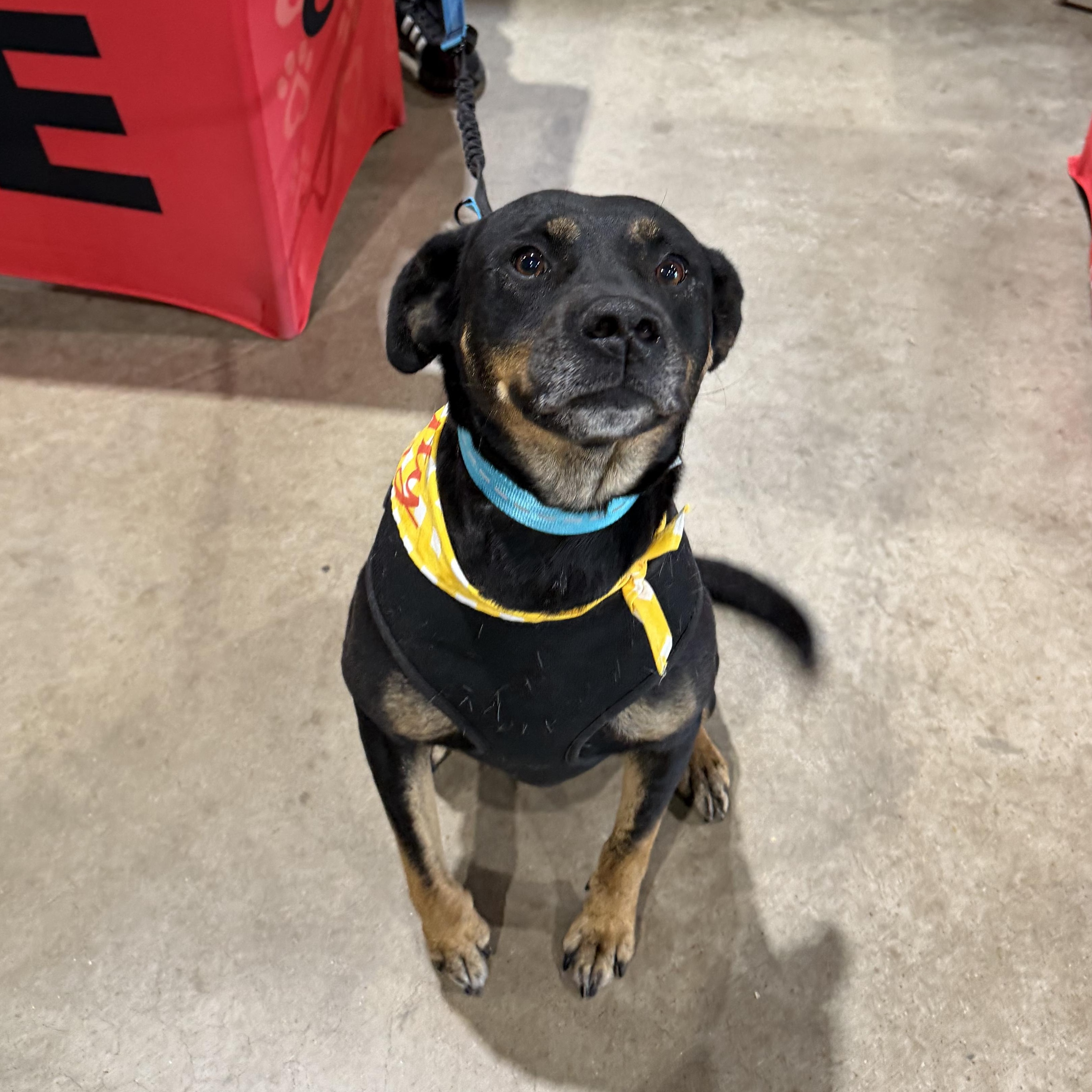 Brinley, ADOPTABLE, Senior Female Mixed Breed.