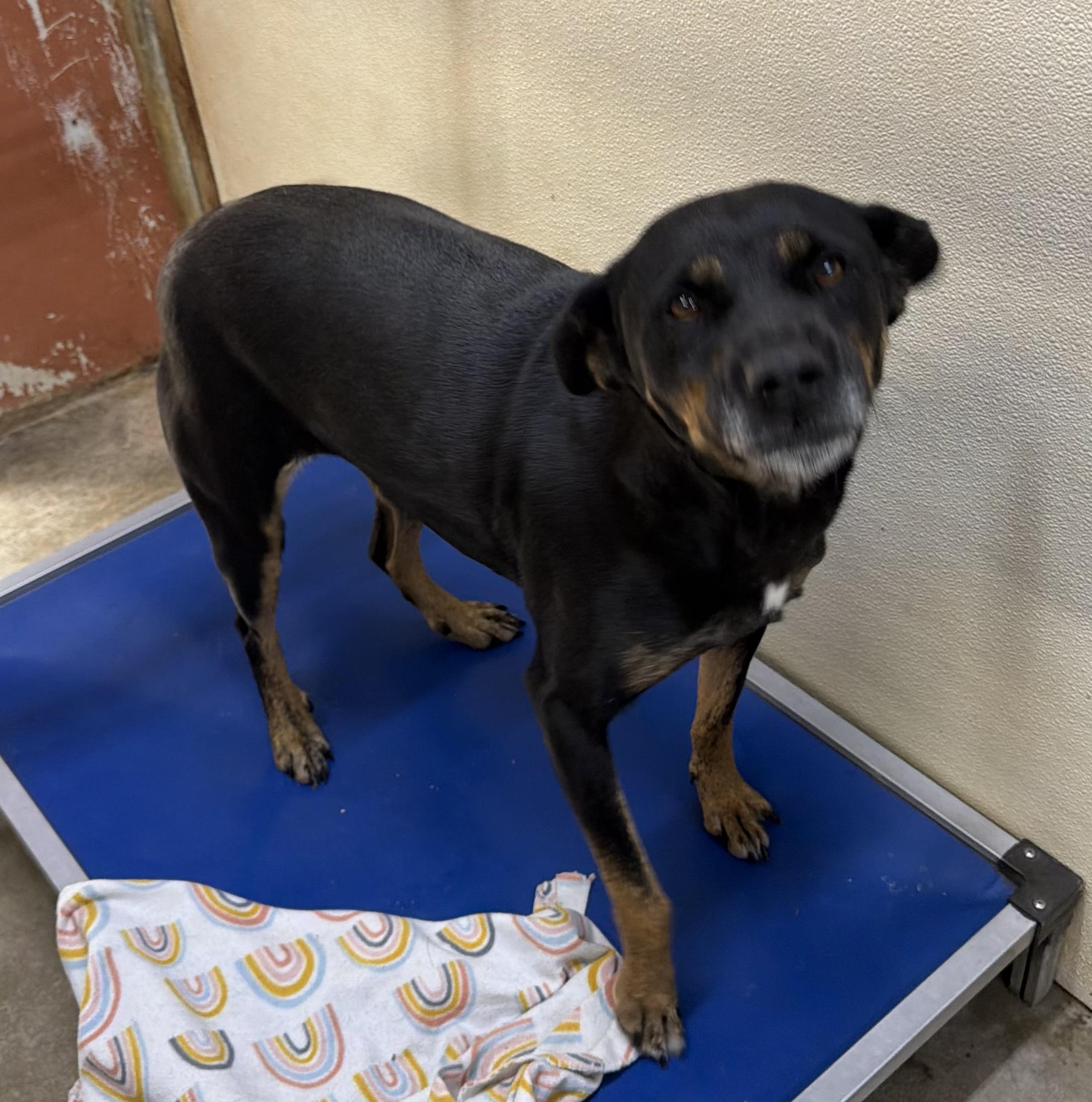 Enlarge Brinley, a ADOPTABLE mixed breed in Dyersburg, TN image 3/6