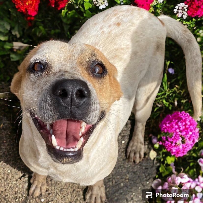 Dog for adoption Wilma, a Cattle Dog in Encinitas, CA Petfinder