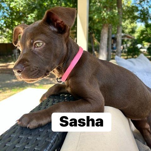 Enlarge Sasha, a Adoptable mixed breed in Fort Mill, SC image 5/5