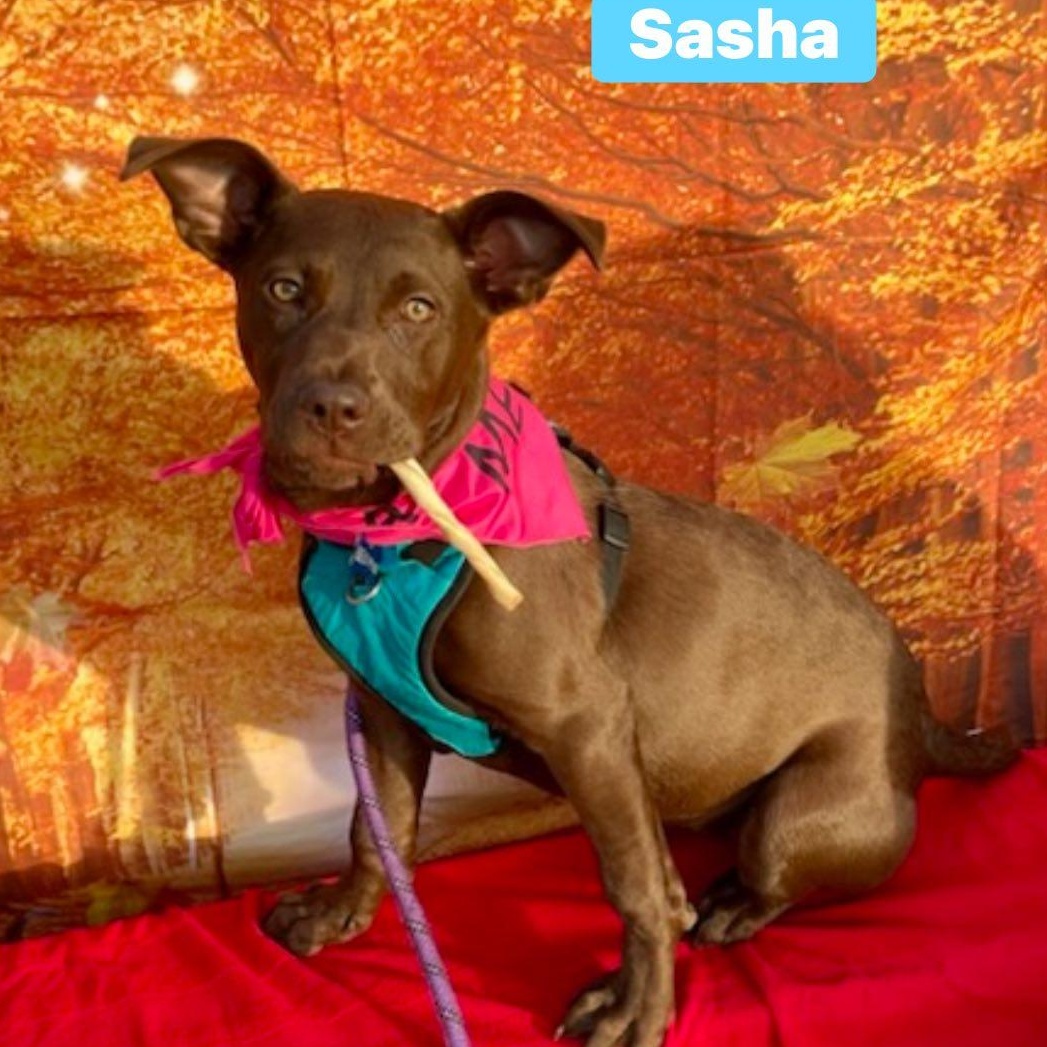 Enlarge Sasha, a Adoptable mixed breed in Fort Mill, SC image 1/5