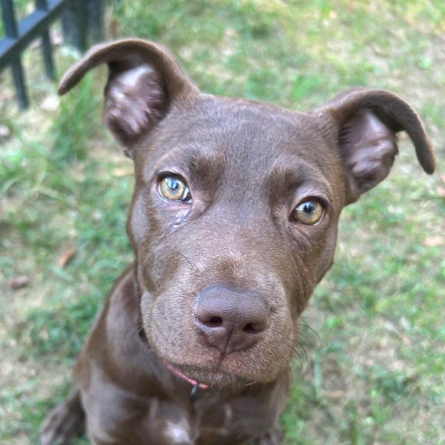 Enlarge Sasha, a Adoptable mixed breed in Fort Mill, SC image 2/5