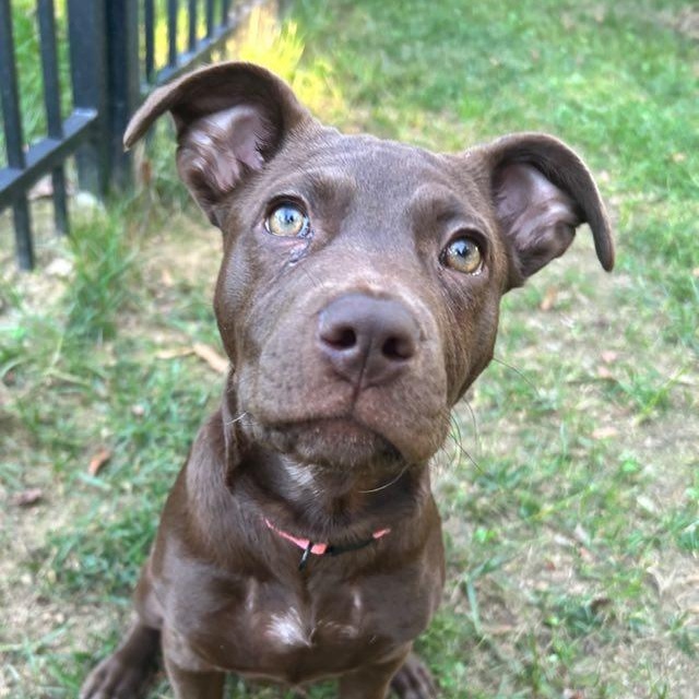 Enlarge Sasha, a Adoptable mixed breed in Fort Mill, SC image 3/5