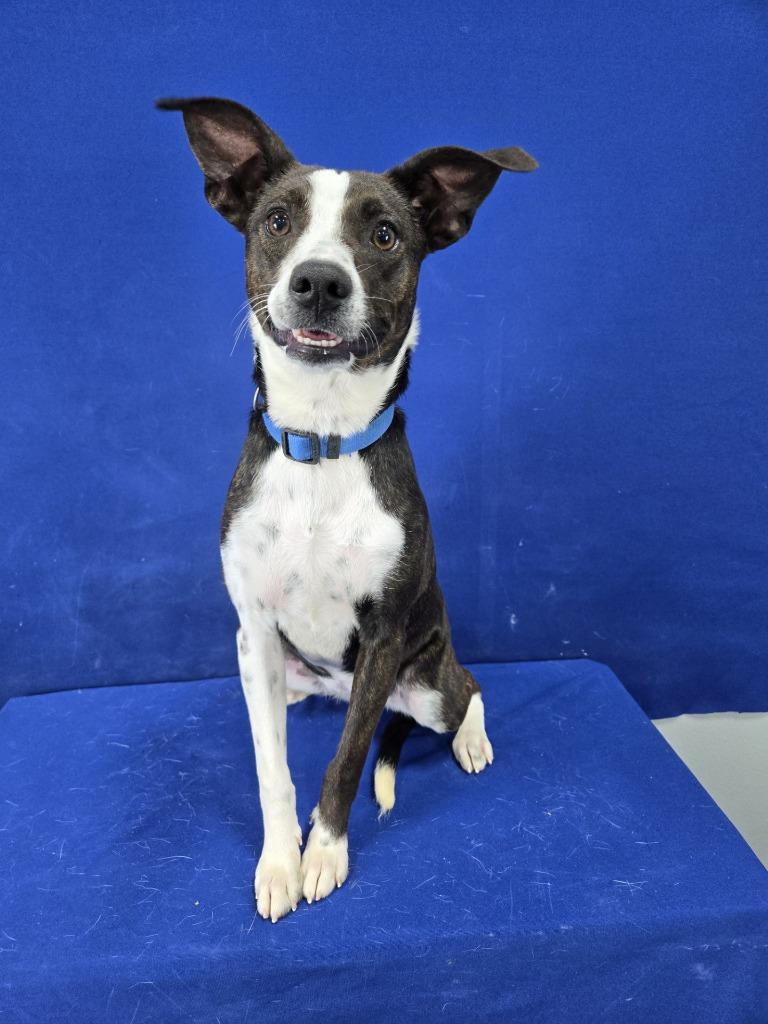 Paste, a Adoptable mixed breed in Ruston, LA image 1/6